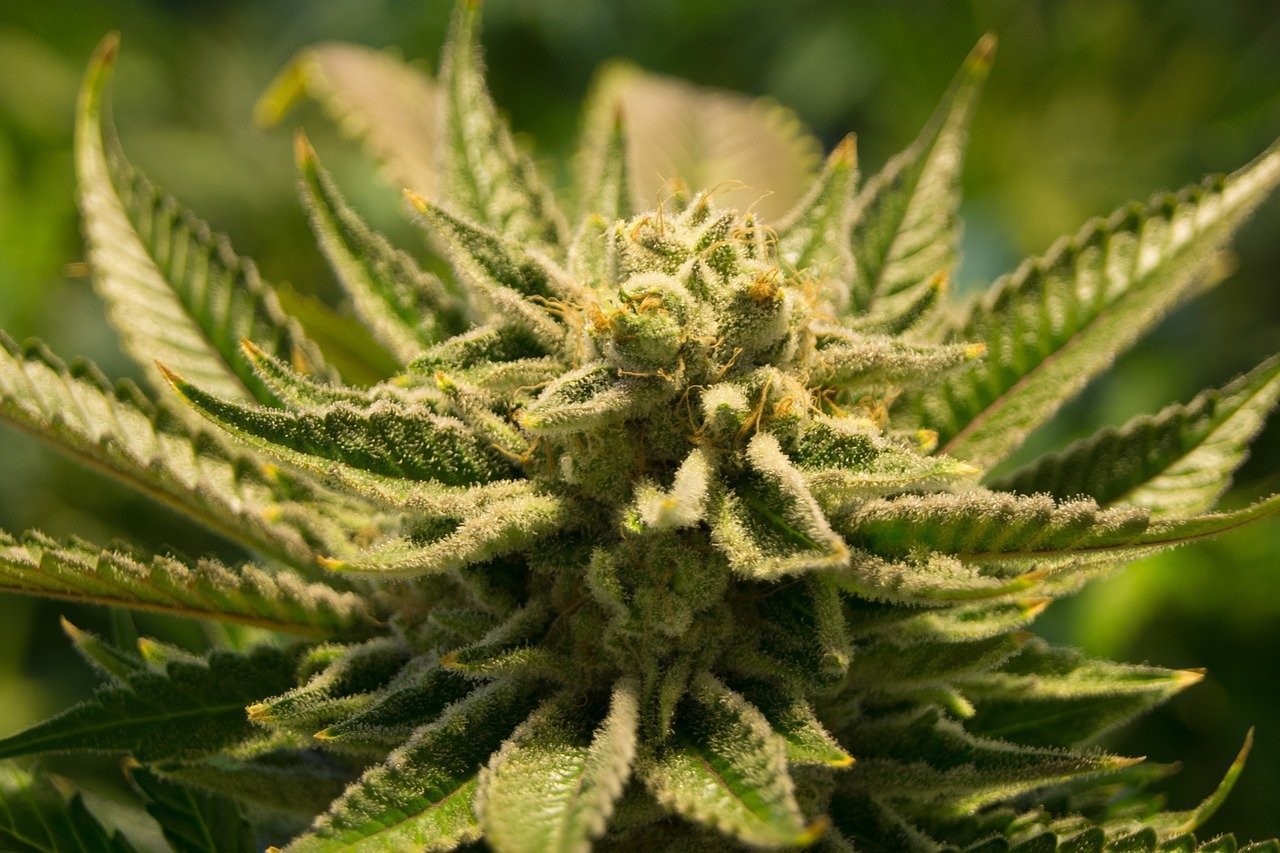 The Health Benefits of CBD Flower Unveiled